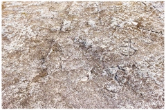 DSF2413